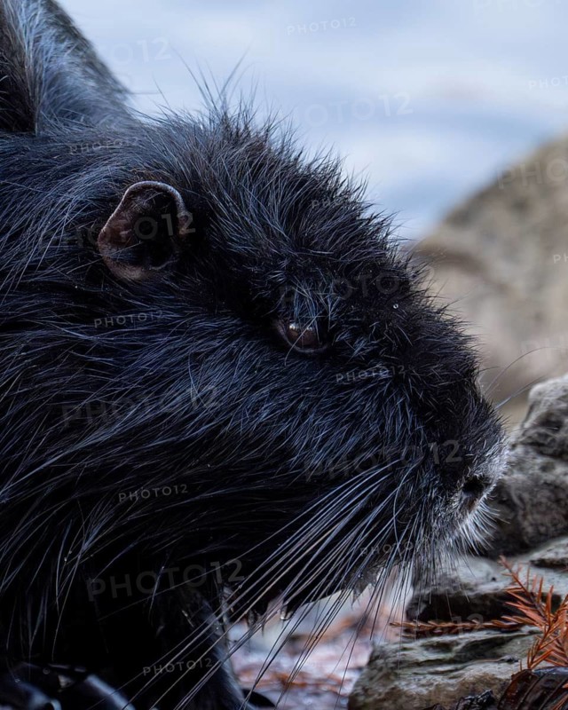 Nutria (Myocastor coypus) still young, black coloured, close-up of head, ears, eye, background blurred, Dortmund, North Rhine-Westphalia, Germany