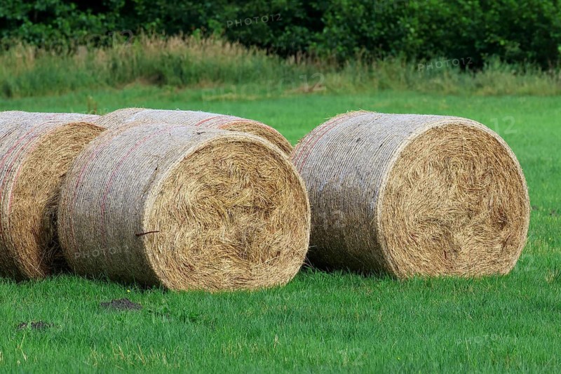 Pressed hay bales, animal feed on a mowed meadow, Schleswig-Holstein, Germany