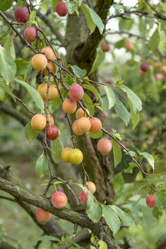 Chinese plum (Prunus salicina), LVG Erfurt, Erfurt, Thuringia, Germany