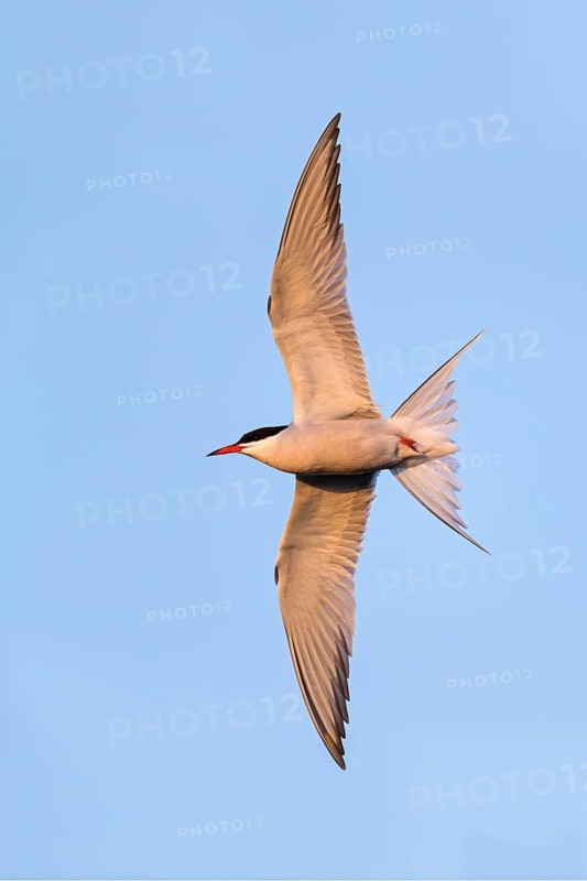 Flussseeschwalbe, Fluss-Seeschwalbe, Flußseeschwalbe, Common Tern, Sterna hirundo, Sterne pierregarin, Charrán Común