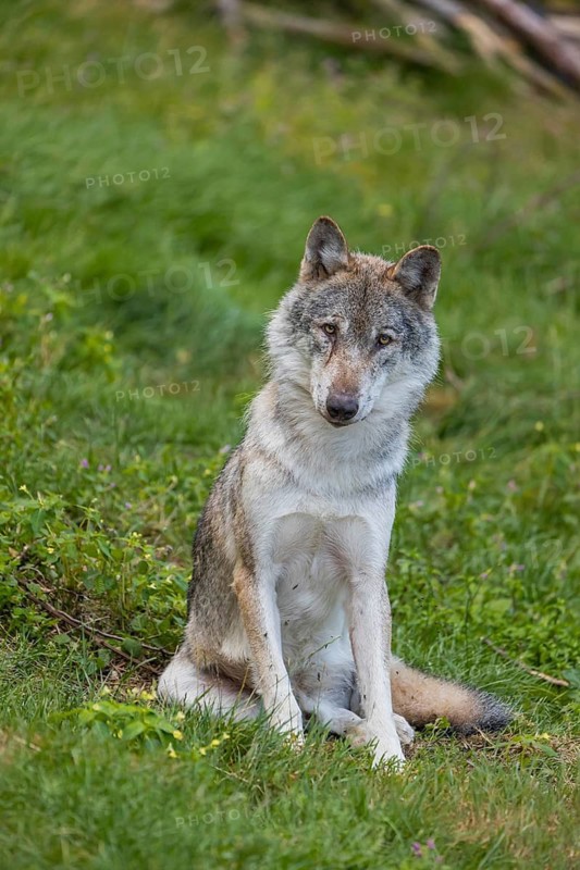 One adult eurasian gray wolf (Canis lupus lupus) sitting on a green meadow in a forest opening