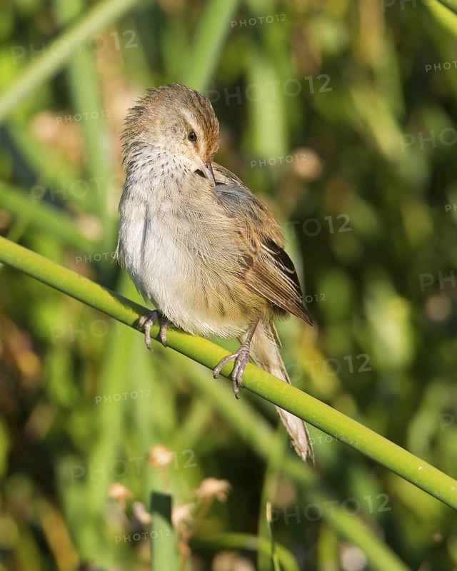 Little Grassbird (Megalurus gramineus), Victoria, Australia
