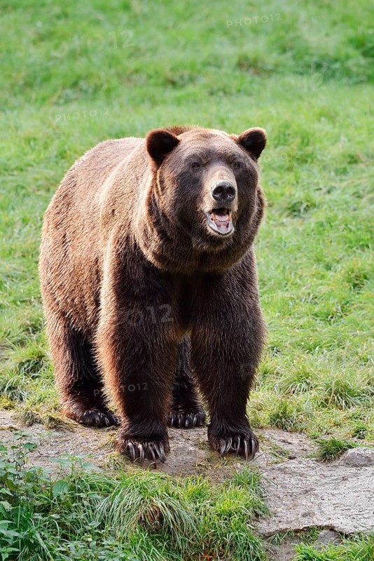 European brown bear (Ursus arctos arctos), captive, Bavaria, Germany