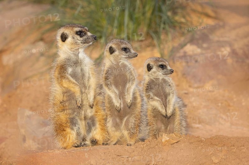 Meerkat (Suricata suricatta) family standing upright next to each other in rocky desert, Castile-La Mancha, Spain