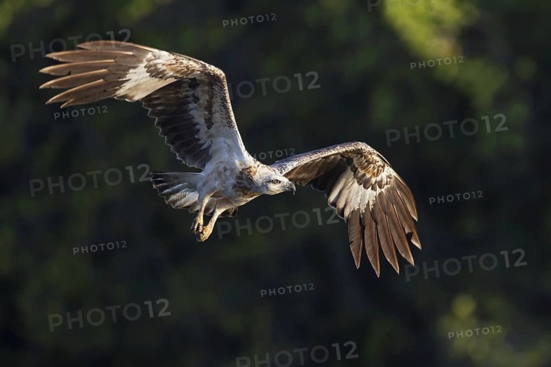 White-bellied Sea Eagle (Haliaeetus leucogaster) flying