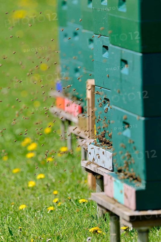 Honey bees (Apis mellifera) at the beehives, North Rhine-Westphalia, Germany