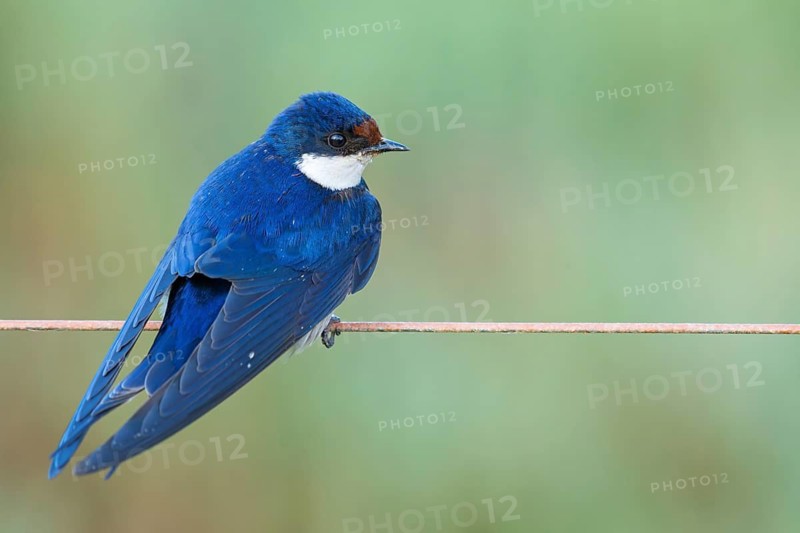 White-throated Swallow, (Hirundo albigularis), Swallow family, Animals, Birds, Swallow, Roosting site, Road from Malgas to Swellendam, Swellendam, Western Cape, South Africa