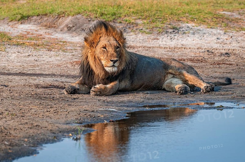Maned lion, lion (Panthera leo), Ihaha, Chobe National Park, Botswana