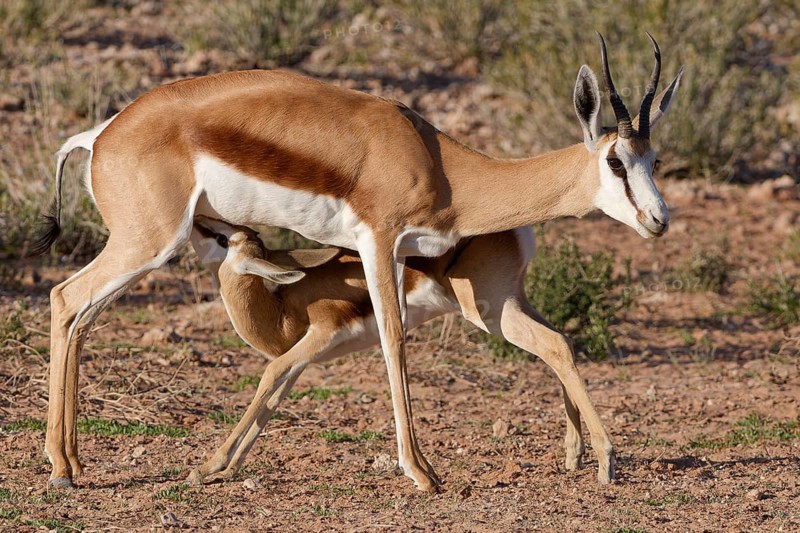 Springboks (Antidorcas marsupialis), mother nursing baby, golden morning light, Kgalagadi Transfrontier Park, Northern Cape, South Africa