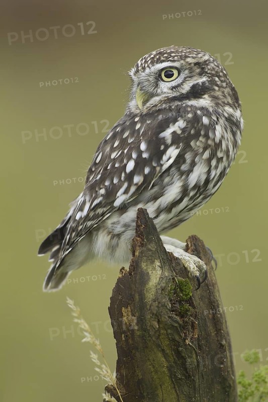 Little Owl (Athene noctua), United Kingdom