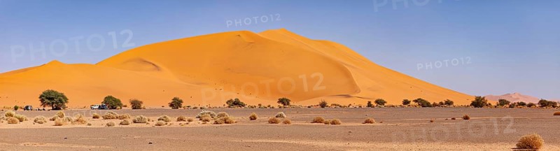 Large sand dune in the desert with scattered trees and bushes in front of a cloudless sky, The sand dunes of the Sahara in Algeria