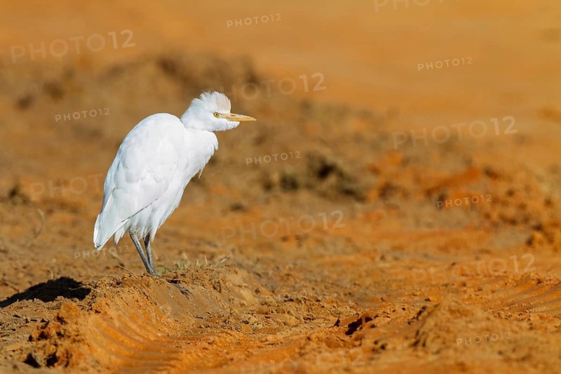 Western Cattle Egret (Bubulcus ibis), Andalusia, Spain