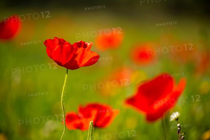 A close up of red poppies blooming in a sunlit field, with lush, blurred greenery in the background. The image captures the delicate petals and vibrant colors of the flowers