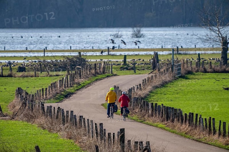 Bislicher Insel, in winter, floods in the floodplains due to Rhine flooding, nature reserve on the Rhine, cyclists, Altrheinarm, near Xanten, Lower Rhine, Wesel district, one of the few floodplain landscapes in Germany, in winter over 20, 000 wild birds, many arctic geese species pause and hibernate here, North Rhine-Westphalia, Germany