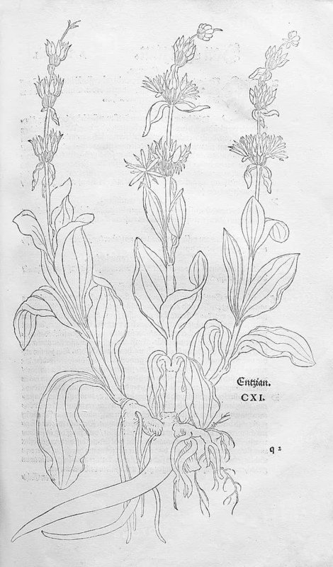 Great yellow gentian (Gentiana lutea), woodcut by Leonhart Fuchs, from New Kreüterbuch, neues Kräuterbuch, Michael Isingrin, Basel, Switzerland, 1543