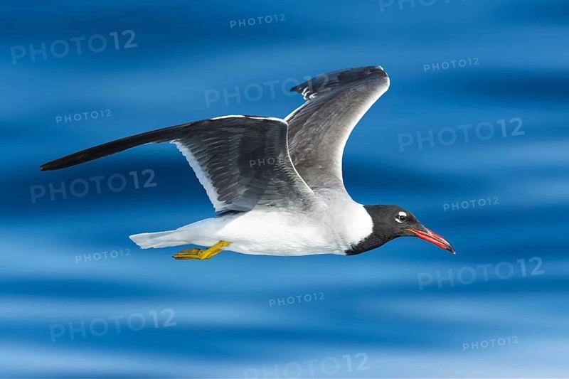 White-eyed Gull (Ichthyaetus leucophthalmus) flying, Eilat, Israel