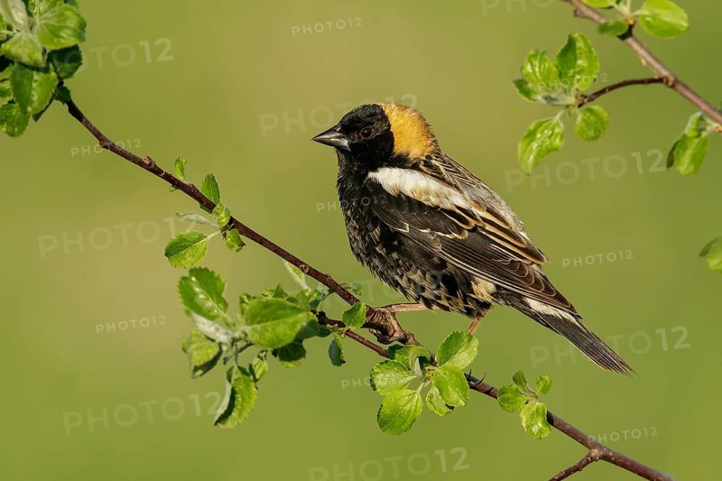 Bobolink (Dolichonyx oryzivorus) perched on a branch in Ontario, Canada
