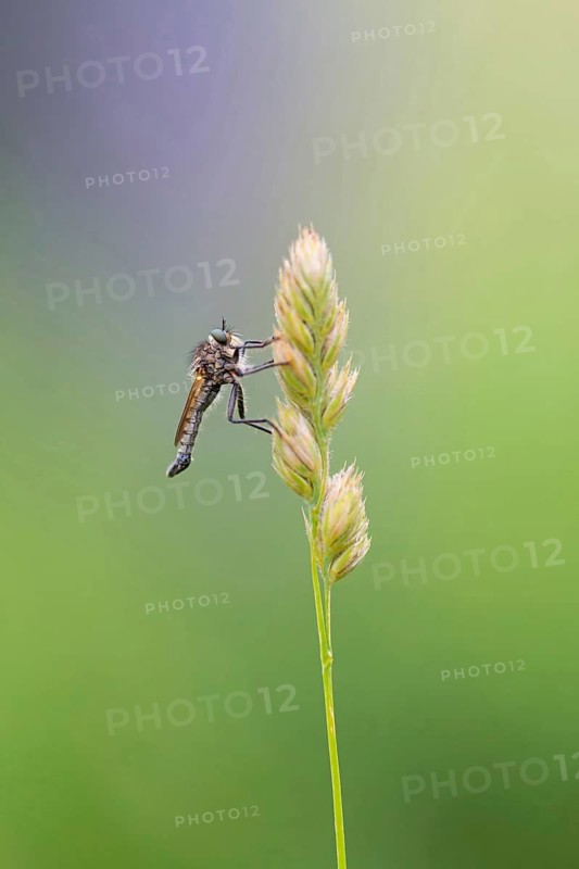Mountain robber fly, (Didysmachus picipes), male, animals, insects, flies, Muselievo, Pleven, Bulgaria