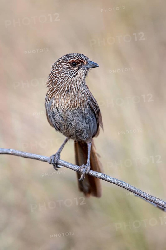 Kalkadoon Grasswren (Amytornis ballarae), Queensland, Australia