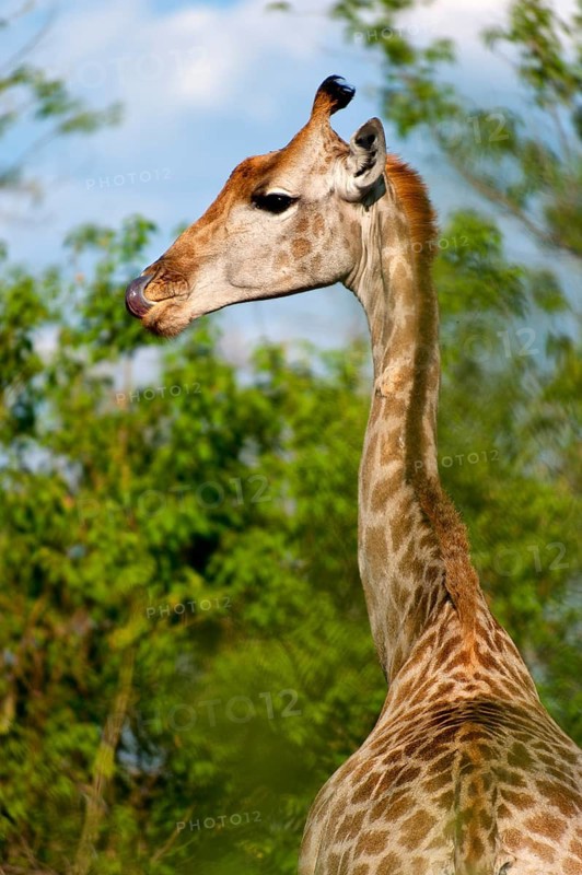Portrait of a southern giraffe (Giraffa giraffa), free-living, wilderness, safari, travel, animal portrait, in Moremi National Park in Botswana