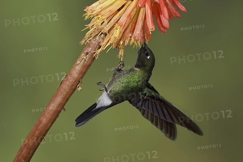 Tourmaline Sunangel (Heliangelus exortis), Ecuador
