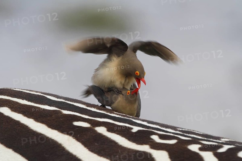 Red-billed Oxpecker (Buphagus erythrorynchus), Lake Nakuru, Kenya