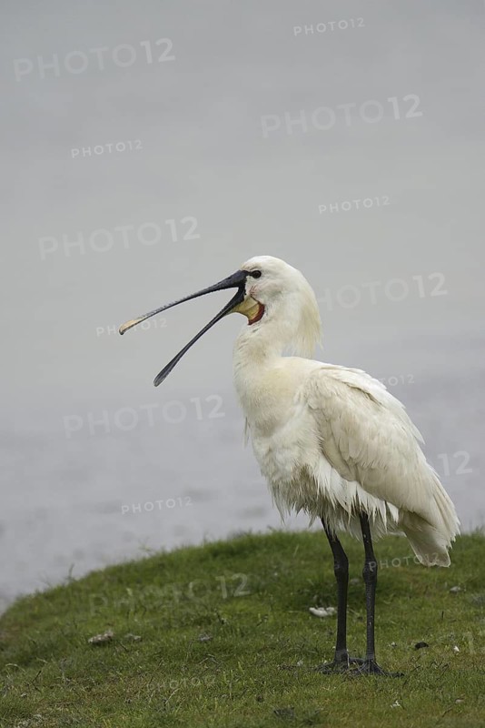 Eurasian Spoonbill (Platalea leucorodia), Texel, Netherlands