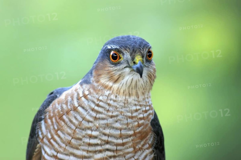 Eurasian Sparrowhawk (Accipiter nisus) male, Baden-Wuerttemberg, Germany
