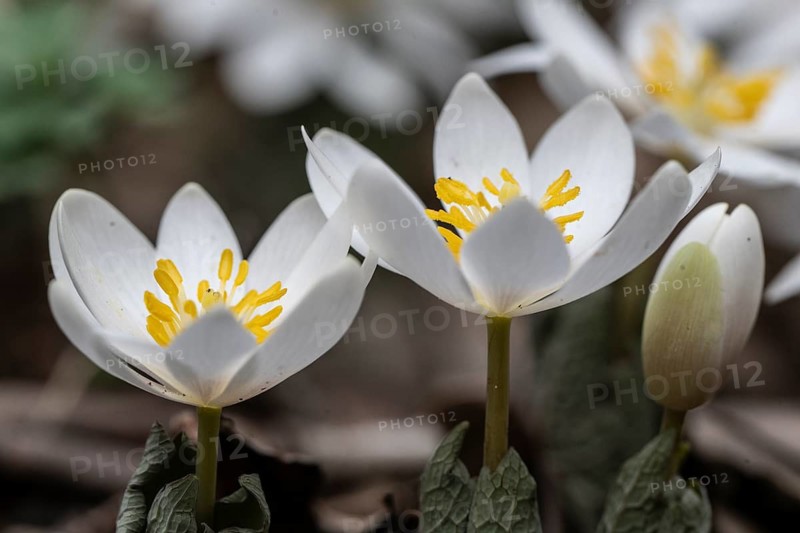 Canadian bloodroot (Sanguinaria canadensis), Emsland, Lower Saxony, Germany