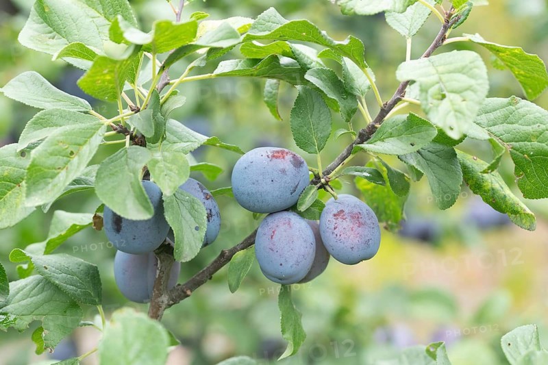 Plum (Prunus domestica CACAKS SCHÖNE)
