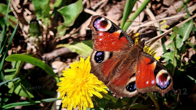 Close-up of a peacock butterfly (aglais io) on a yellow flower, details of the wings visible, spring in the Franconian Forest nature park Park, Upper Franconia