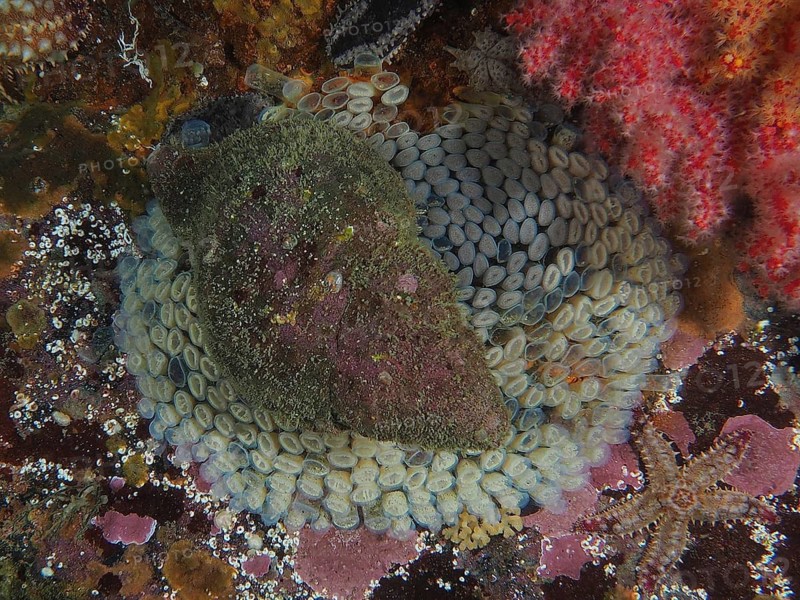 A Magellan triton snail (Fusitriton magellanicus) guards its spawn next to corals with different colours. Dive site False Bay, Cape of Good Hope, Cape Town, South Africa