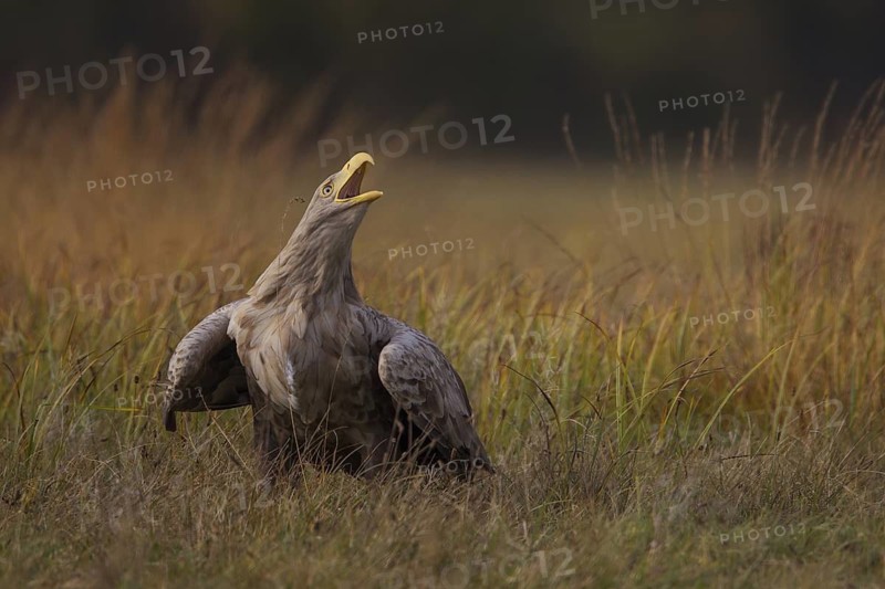 White-tailed Eagle (Haliaeetus albicilla) calling, Poland