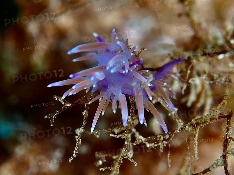 Live nudibranch in purple colours, Edmundsella pedata (Edmundsella pedata), on branched branches on the seabed, dive site Giens Peninsula, Mediterranean Sea, Porquerolles, Provence, Côte d'Azur, France