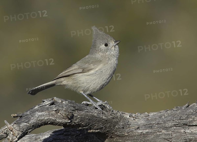 Juniper Titmouse (Baeolophus ridgwayi), New Mexico, USA