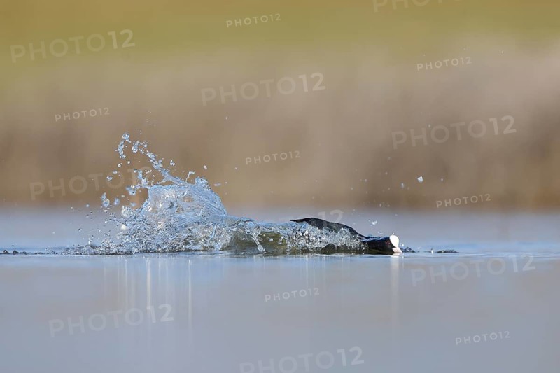 A redshank wades gracefully in the wetlands of Puebla de BeleÃ±a, Spain. The calm water reflects its image as it explores the habitat, creating a serene natural scene