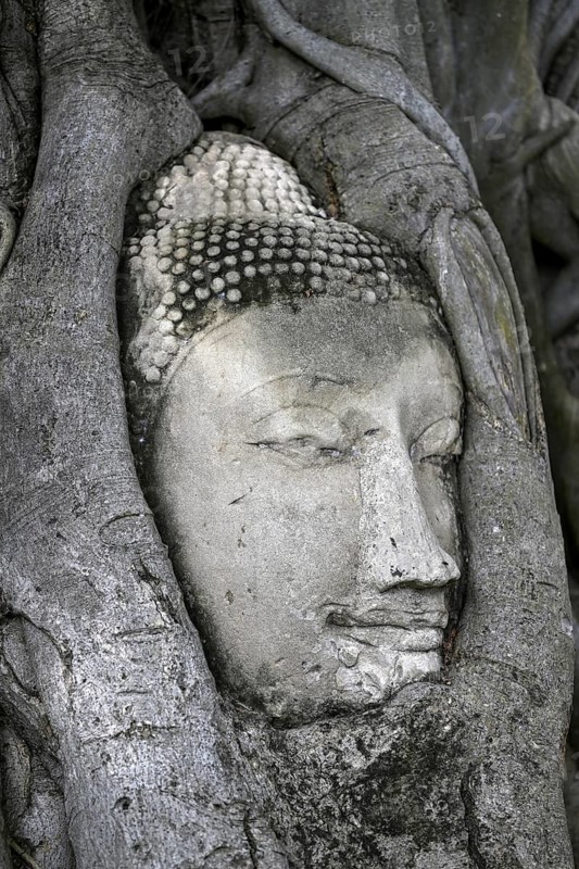 Sandstone Buddha head at the foot of a Bodhi tree in Wat Mahathat, Temple of the Great and Holy Relic, Ayutthaya, Ayutthaya Province, Thailand