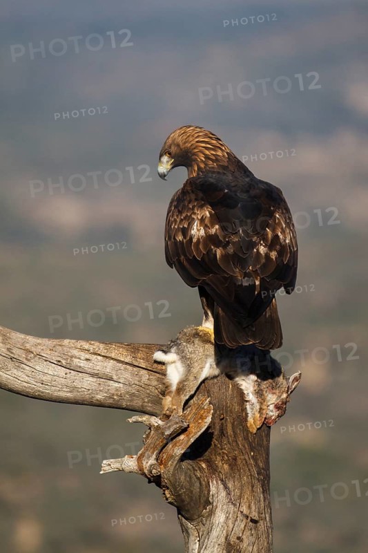 Golden Eagle (Aquila chrysaetos) male eating a rabbit, Castile and Leon, Spain