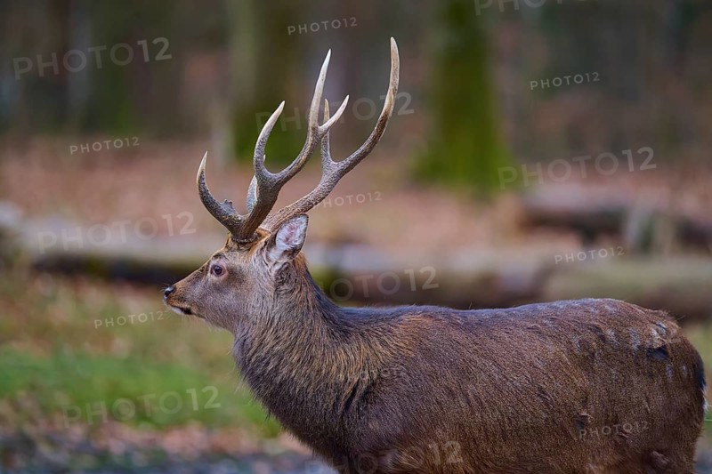 Stag with impressive antlers in autumn forest, Sika deer (Cervus nippon), Germany