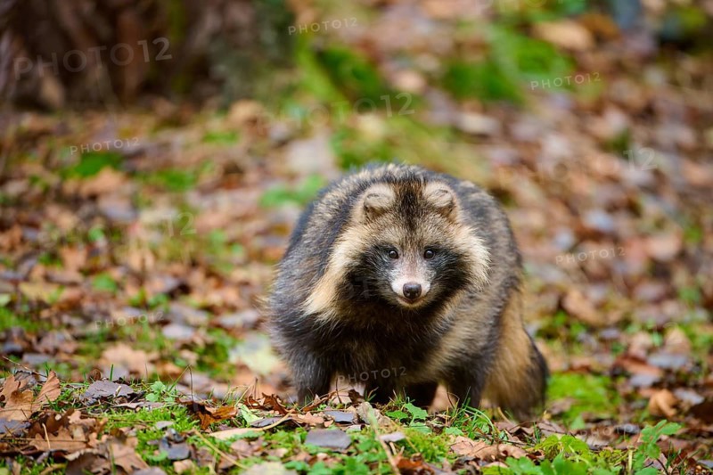 A raccoon dog observes its surroundings attentively in autumn forest, raccoon dog (Nyctereutes procyonoides), Hesse, Germany