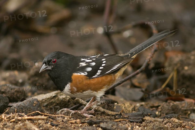 Spotted Towhee (Pipilo maculatus) foraging on ground