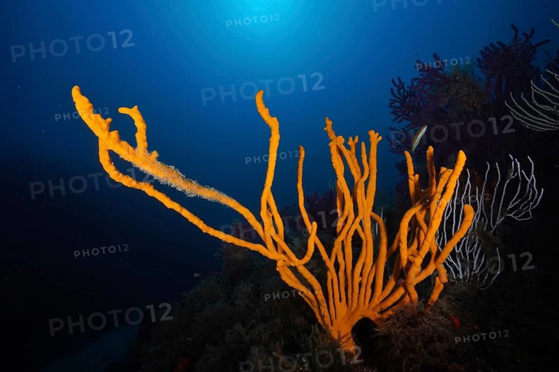 Large yellow holey antler sponge (Axinella polypoides), marine sponge, backlit, in the middle of a coral reef in the ocean, dive site peninsula Giens, Mediterranean Sea, Porquerolles, Provence, Côte d'Azur, France