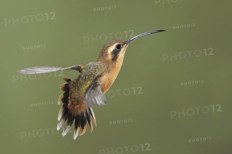 Grey-chinned Hermit (Phaethornis griseogularis), Ecuador