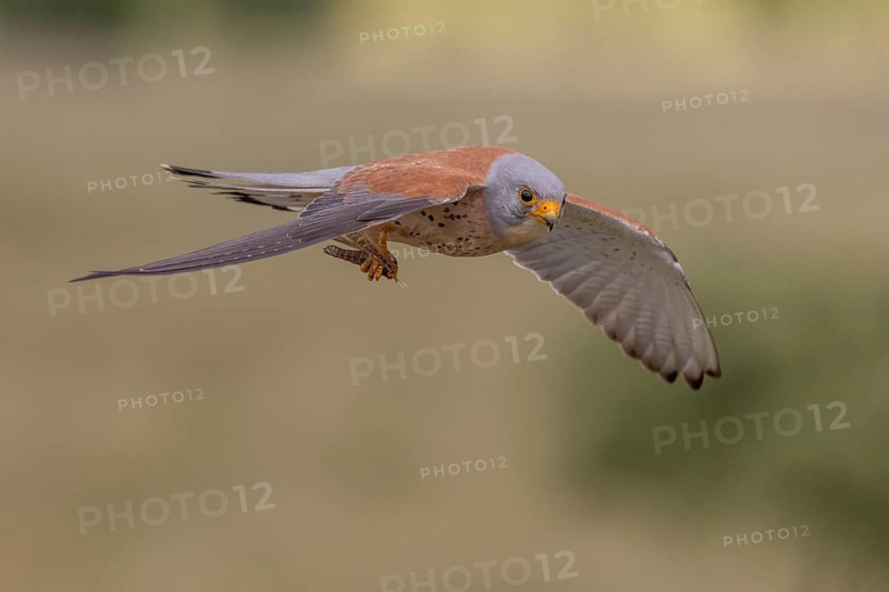 Lesser kestrel (Falco naumanni), male, flying with a captured grasshopper, Extremadura, Spain