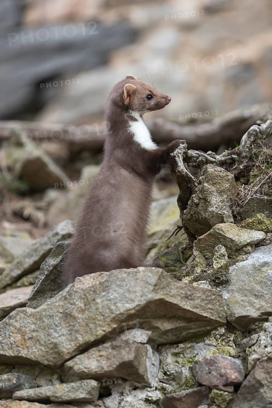 One beech marten running between the stones of a ruin of an ancient castle looking for food