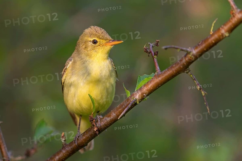 Yellow Warbler, Icterine Warbler, Hippolais icterina, Hypolaïs ictérine, Zarcero Icterino, Worms district, Worms, Rhineland-Palatinate, Germany