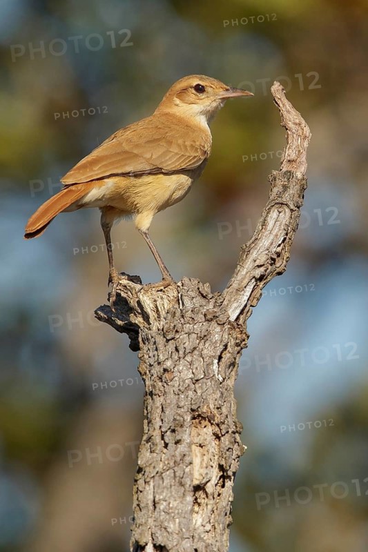Pale-legged Hornero (Furnarius leucopus) perched on a branch in the Pantanal region of Brazil