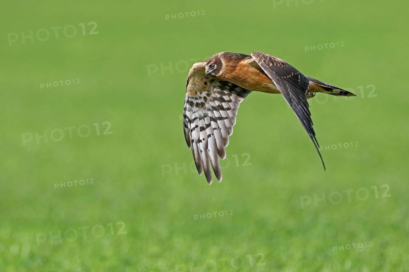 Steppenweihe, lat. Circus macrourus, Jungvogel im Flug von der Seite über Grünstreifen