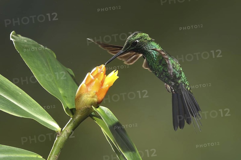 Green-crowned Brilliant (Heliodoxa jacula) female flying while feeding at a flower, Bosque de Paz, Costa Rica