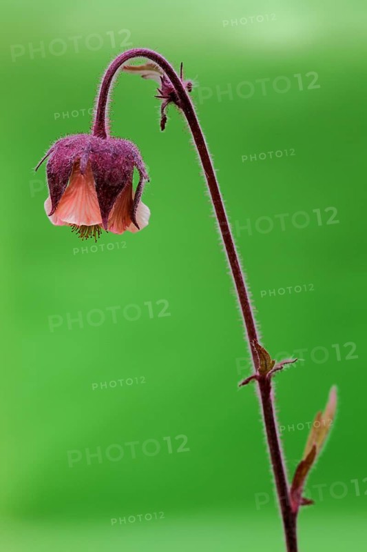 Brooklime (Geum rivale), nature photography, UNESCO, biosphere reserve, Lange Rhön, Bavaria, Germany